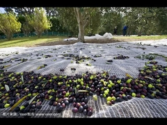 A função líquida verde-oliva