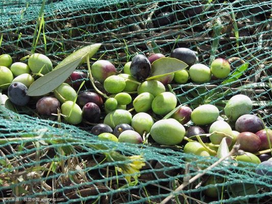 Máquina de tricô Raschel SRCP para redes agrícolas
